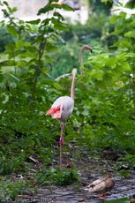 Flamingo (20 von 21).jpg